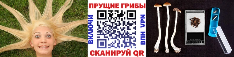 Псилоцибиновые грибы Cubensis  Тайга 